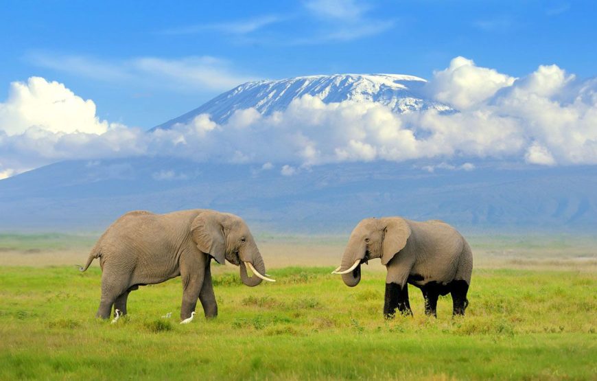8 Days Masai Mara National Reserve – Lake Naivasha – Sweetwater’s –Amboseli  national Park