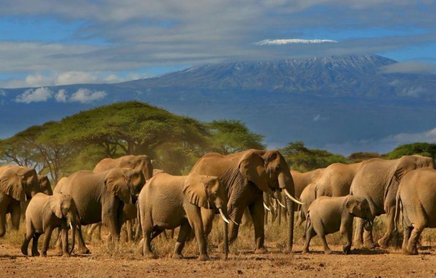 6 Days Masai Mara National Reserve/ Lake Nakuru National Park/Amboseli  National Park