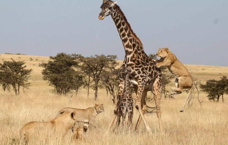 12 Days Kenya and Tanzania Combo Safari Tour