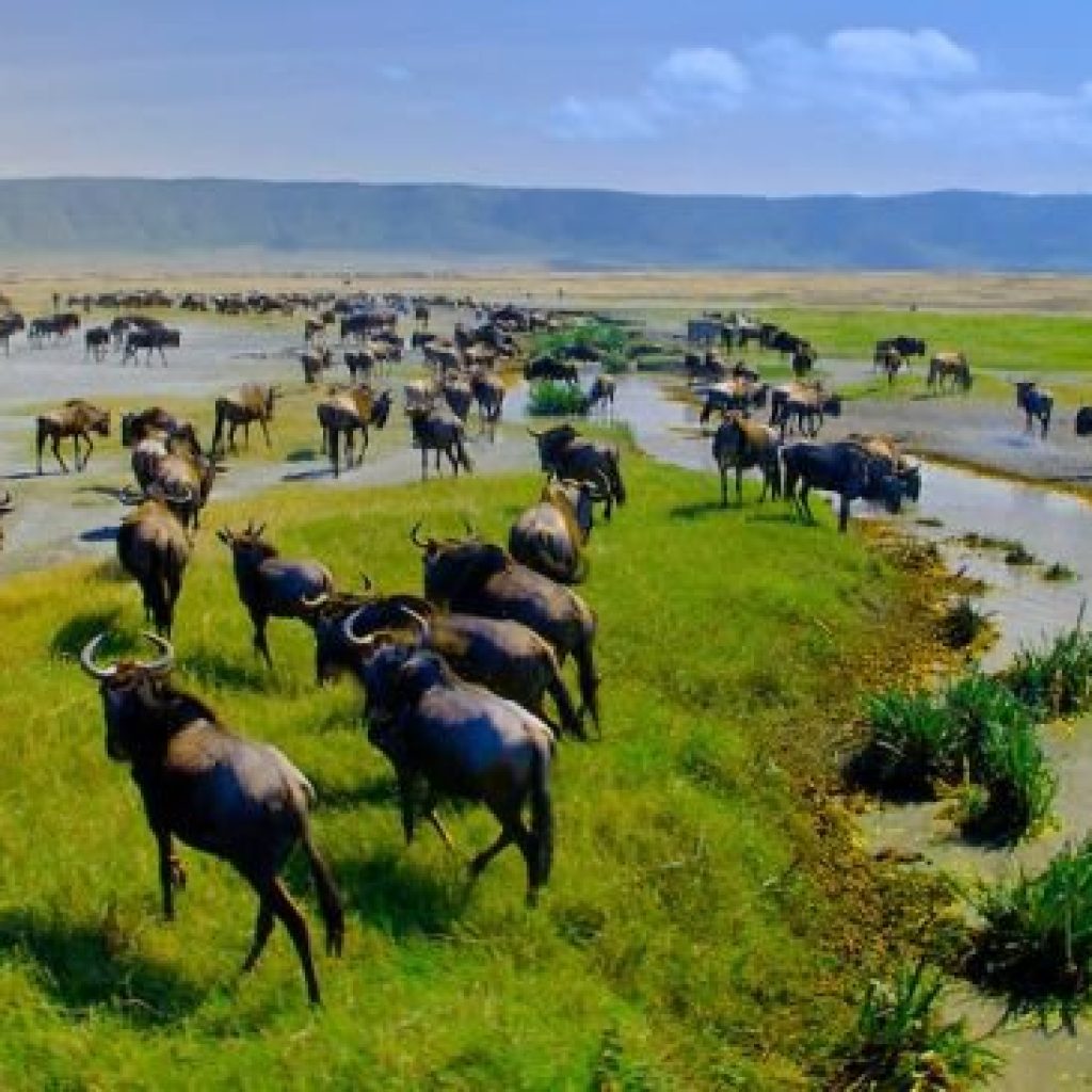Ngorongoro Conservation Area