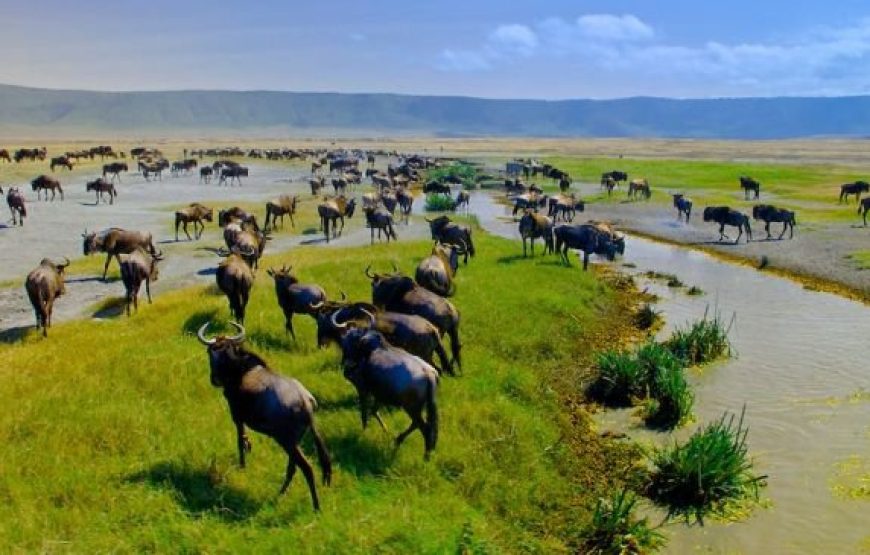 12 days Samburu–Sweetwater’s-Lake Naivasha-Masai Mara-Amboseli np & Tsavo west  National park