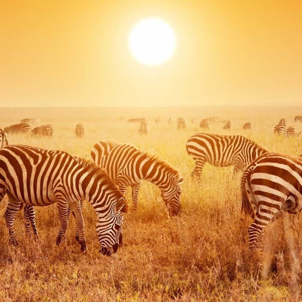 National Parks in Tanzania