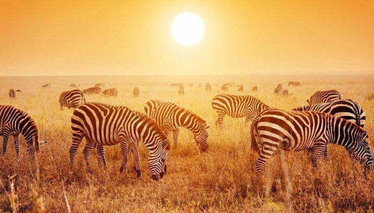 National Parks in Tanzania