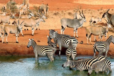 The Leading Tours company in Kenya and Tanzania