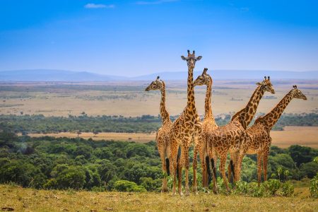 3 Days Masai Mara National Reserve