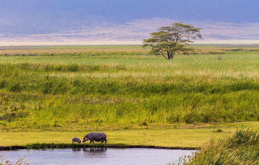 12 Days Kenya & Tanzania Combo Safari Tours