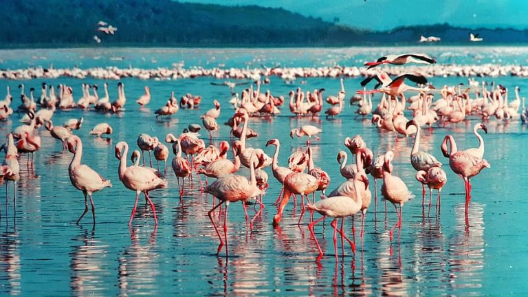 National Parks in Kenya
