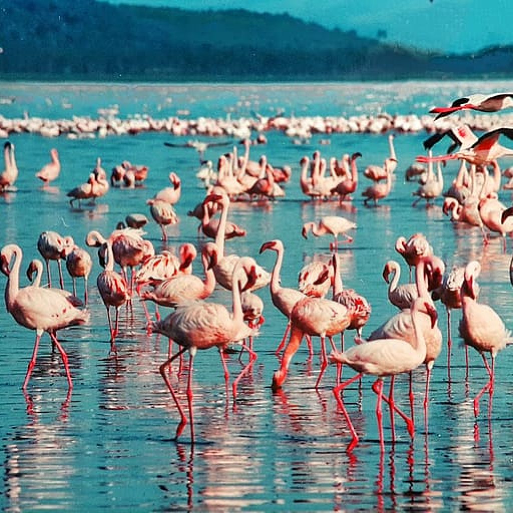 Lake Bogoria National Reserve