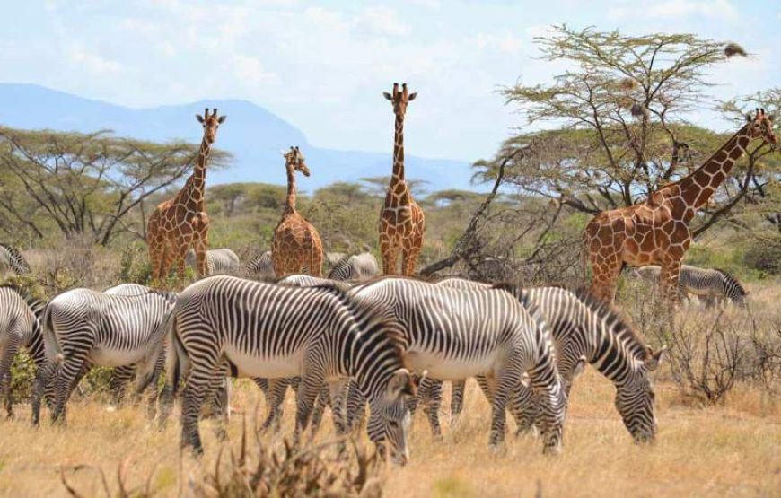12 Days Kenya & Tanzania Combo Safari Tours
