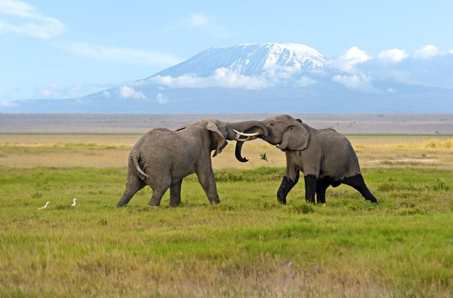 Amboseli National Park​