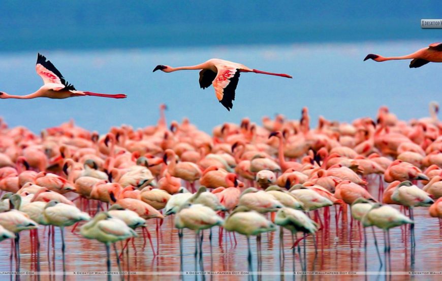 5 Days Lake Nakuru National Park – Lake Naivasha – Masai Mara National  Reserve
