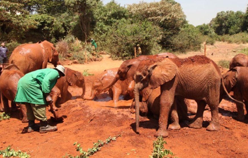 Half day Daphne Sheldrick elephant orphanage + giraffe center