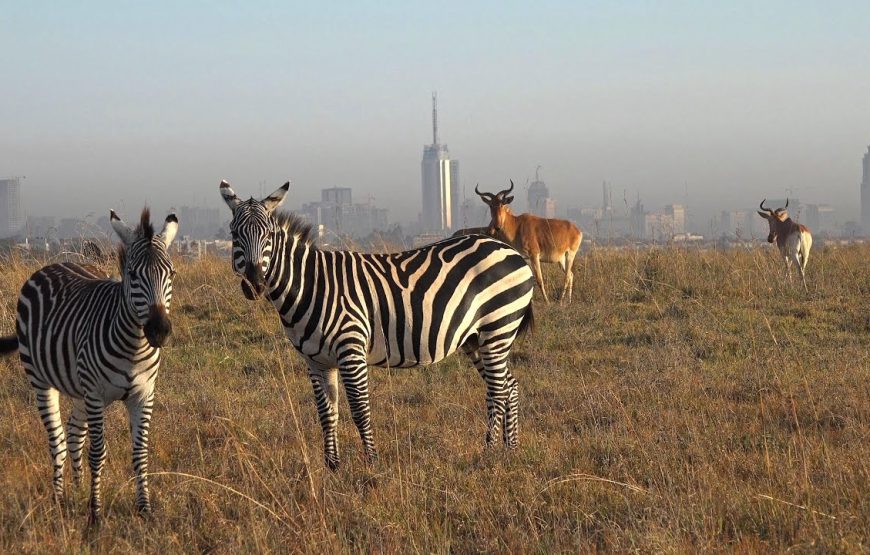 Half-Day Game Drive Nairobi National Park﻿