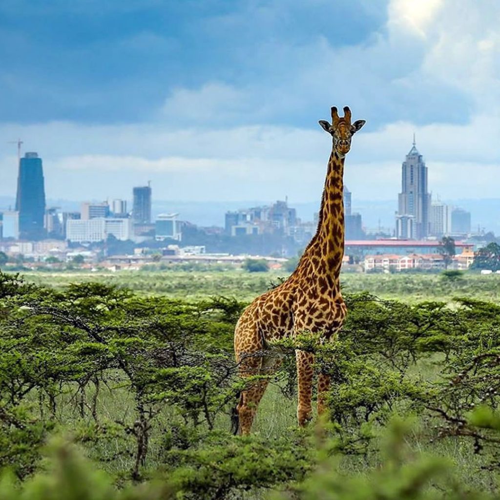 Nairobi National Park