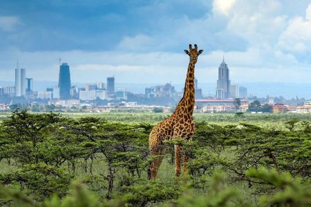Half-Day Game Drive Nairobi National Park﻿