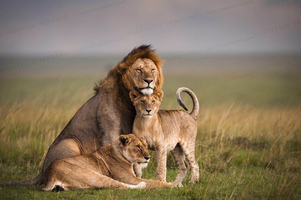 Why Go on A Masai Mara Safari