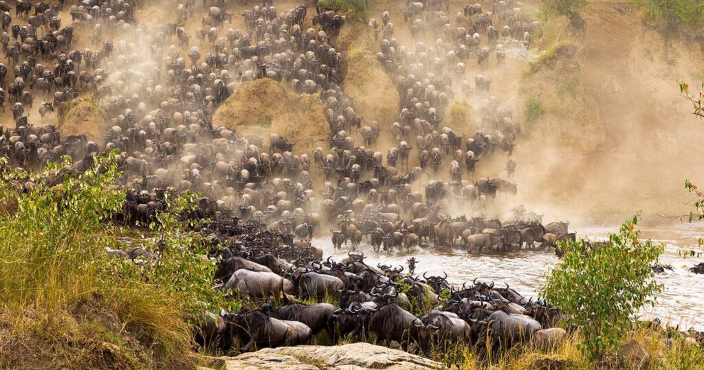 Why Go on A Masai Mara Safari