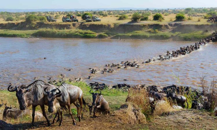 Masai Mara Wildebeest Migration